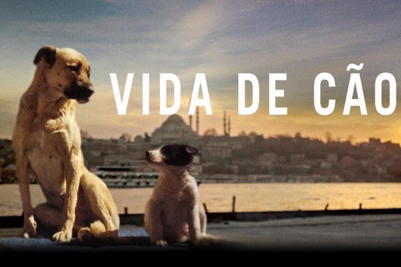 'Vida de Cão', documentário acompanha a jornada de cães de rua em busca de segurança