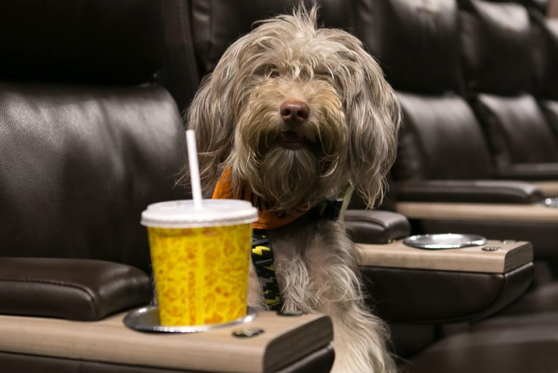 Porto Alegre tem sessão de cinema petfriendly no Bourbom Shopping Country