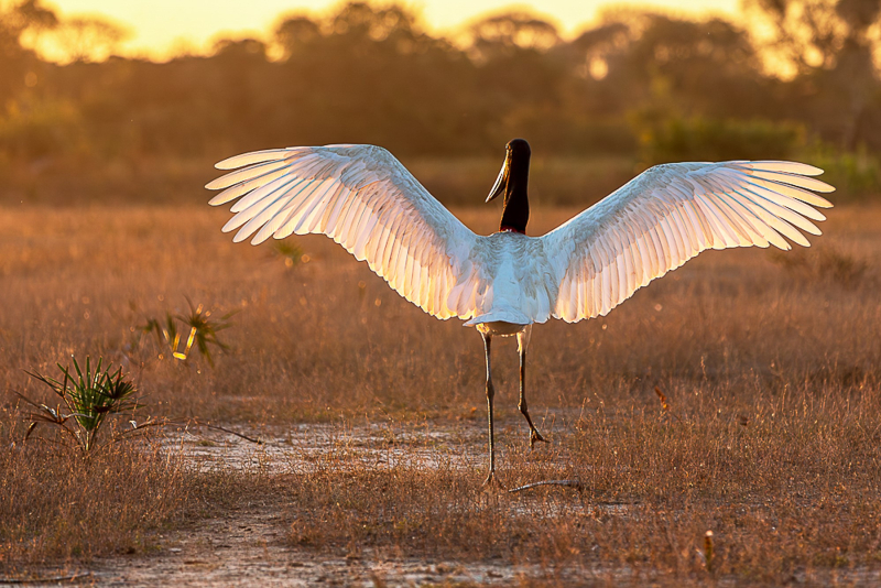 Mostra 'BABEL BRASILIS BABILÔNIA - História, Utopia e Reconstrução' chega à Gravura Galeria de Arte em Porto Alegre com entrada gratuita